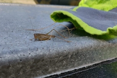 nice Visitor in the Morning