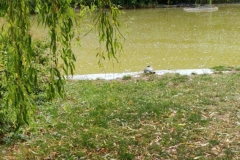 Turtles in Bad Bellingen