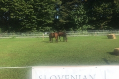 Quarter Mile Horses
